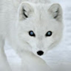 Meet your Posher, Nona